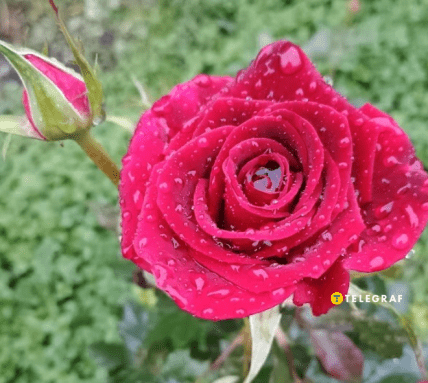Роза Black Magic