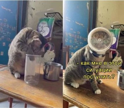 Приколы про котов