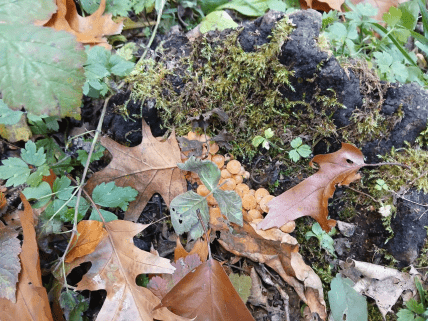 Отруйний несправжній опеньок росте