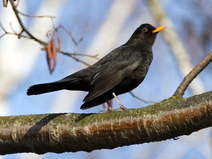 Дрізд чорний самець