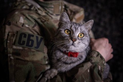 Кіт на руках у чоловіка з СБУ