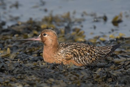 Малый грицик, малый веретенник