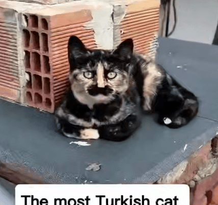 "Самый турецкий кот" - подпись на скриншоте
