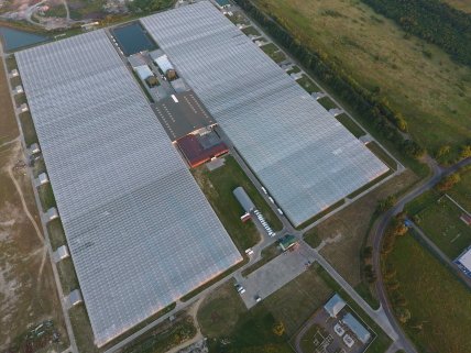 Сучасне виробництво троянд — ціле місто під склом