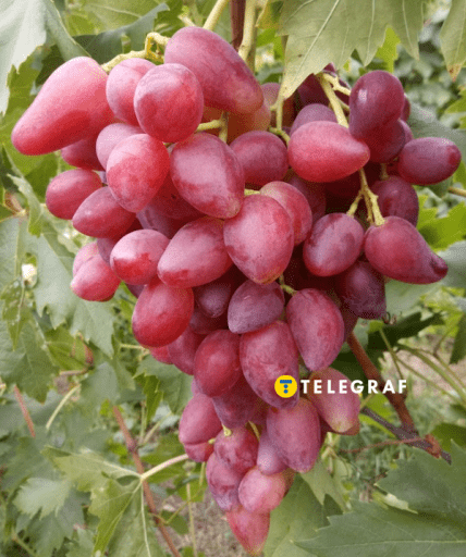 Виноград Дубовський рожевий