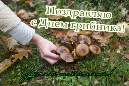 с днем грибника поздравление