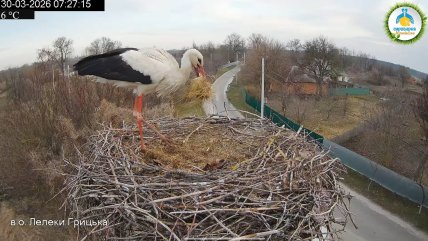 Новый аист из гнезда Одарки и Грицика