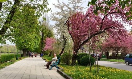 Сакура Закарпатье 