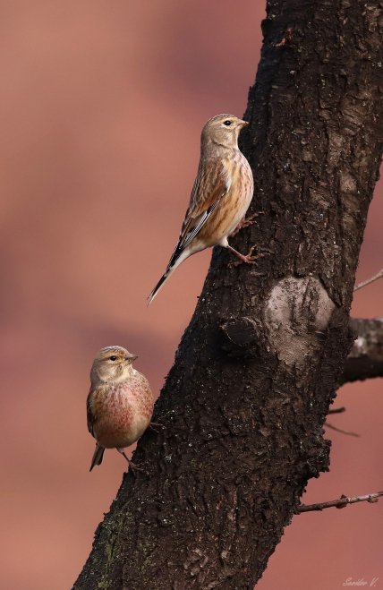 Конопляночки в Кривом Роге