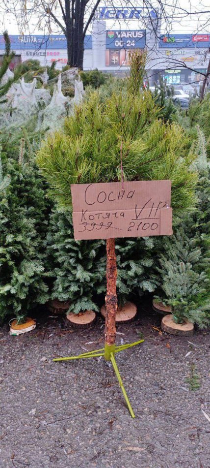 В Днепре продают елку для владельцев кошек