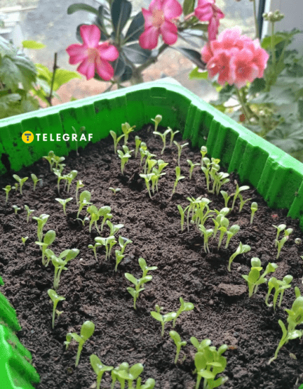 Всходы салата, выращенные на подоконнике