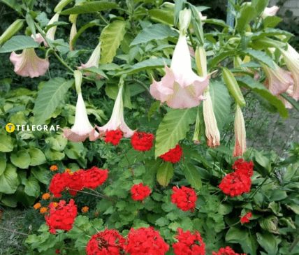 Труби ангела у компанії з пеларгонією