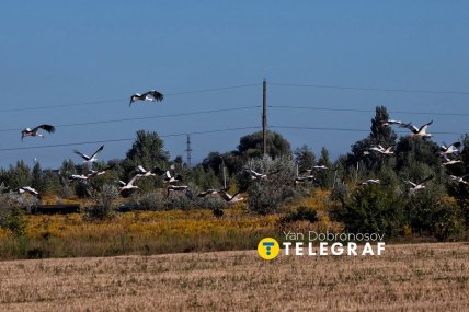 Лелеки над Україною, 28 серпня