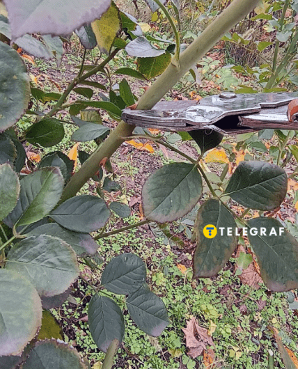 Як правильно обрізати троянди на зиму фото