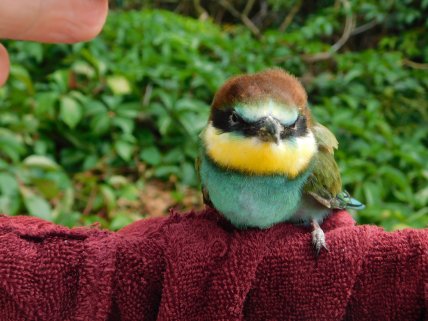 Бджолоїдка звичайна пташеня у Полтавській області, щурка