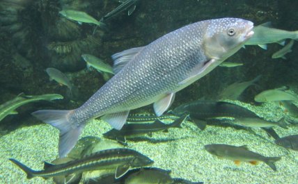 Вирезуб причорноморський