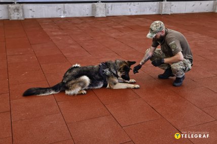 Фото кінолог працює з поліцейською собакою