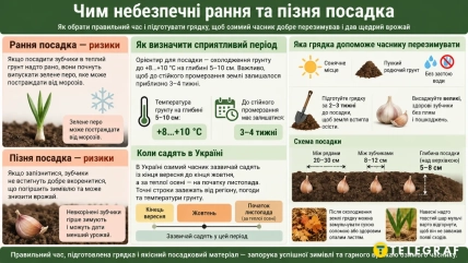 Инфографика о посадке озимого чеснока с календарем, зубчиками чеснока и схемой грядки