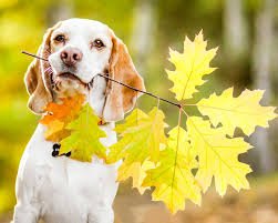 Открытки и поздравления с приходом осени