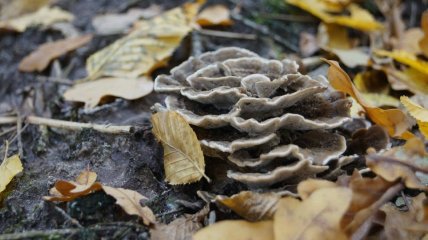 Гриб траметес різнобарвний знайшли у Тернопільській області