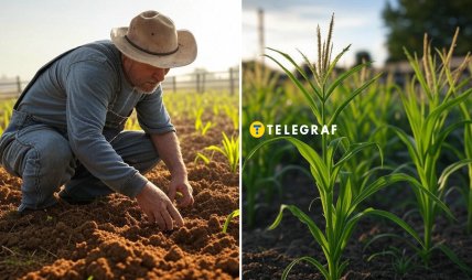 кукуруза, семена