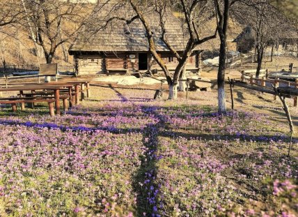 Крокуси у Колочаві, Закарпатті