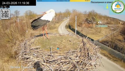 Лелека заклекотів, вітаючи гніздо