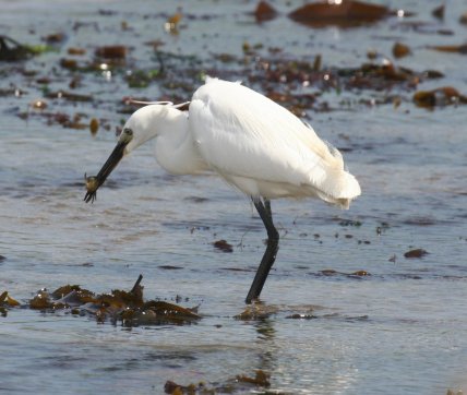 Малу білу чаплю побачили на Одещині