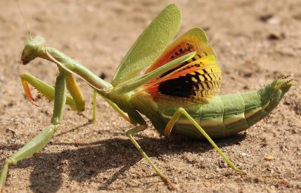 Як виглядає плямистий ірис