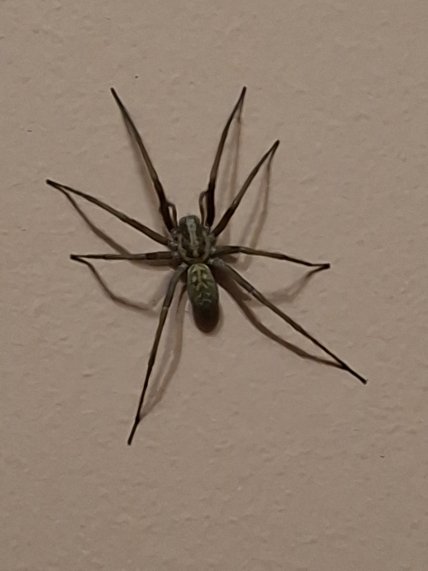 Павук виду Eratigena з характерними мітками