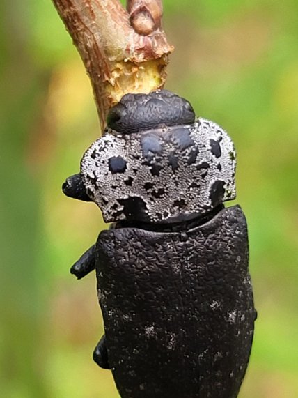 Златка черная на ветке