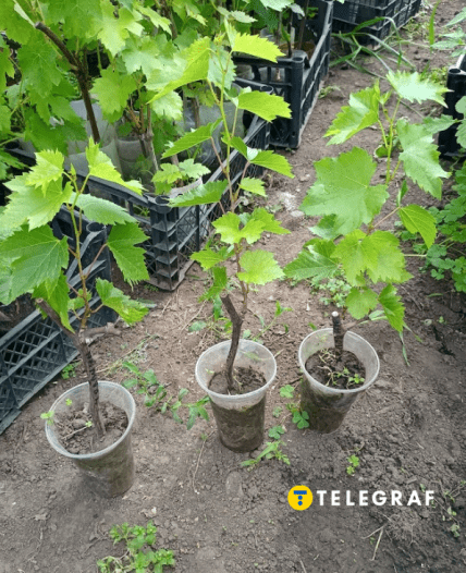 Саджанці винограду