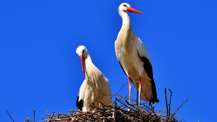 Иллюстративное фото