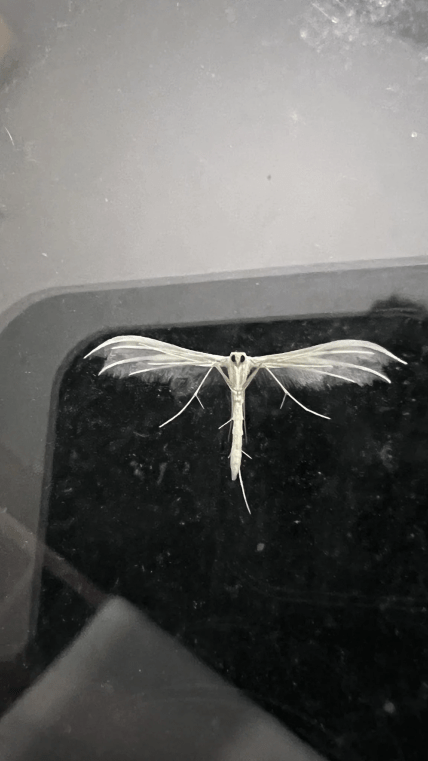 Пальцекрилка на вікні