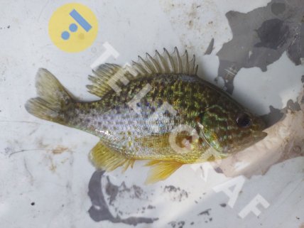 Солнечный окунь в Киеве