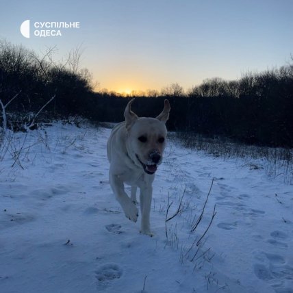 Перший сніг у Подольску 19 листопада