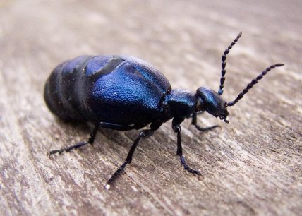 Майка обыкновенная