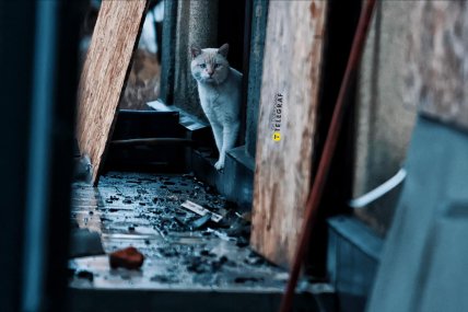 Кот в Покровске