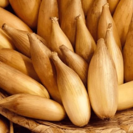 Цибуля Любчик як виглядає