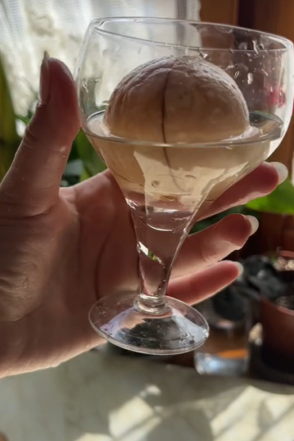 кісточка авокадо у воді