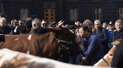 Олег Ляшко с коровами возле Кабмина