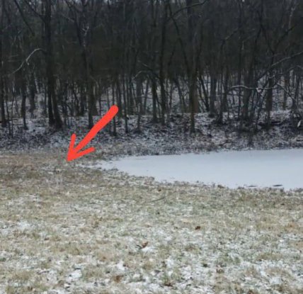 Де хаскі на зображенні