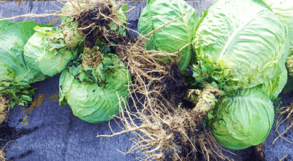 Як зберігати капусту взимку