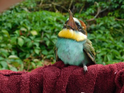 Бджолоїдка звичайна пташеня у Полтавській області, щурка