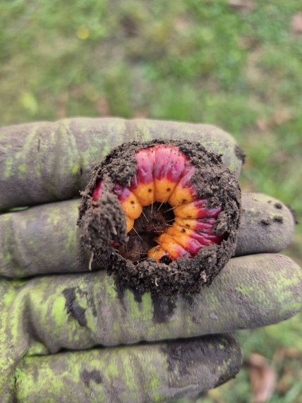 Древоточец пахучий