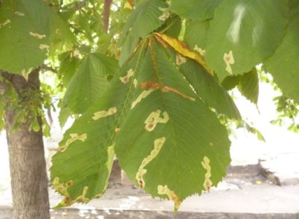 Листя каштану, уражене міллю
