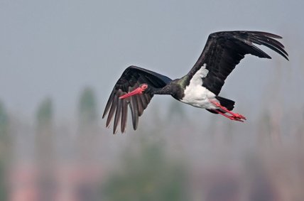 Чорний лелека