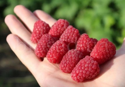 Малина Каскад Делайт