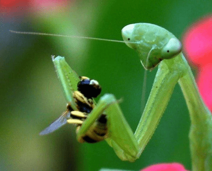 Богомол поймал осу