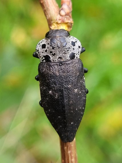 Златка черная